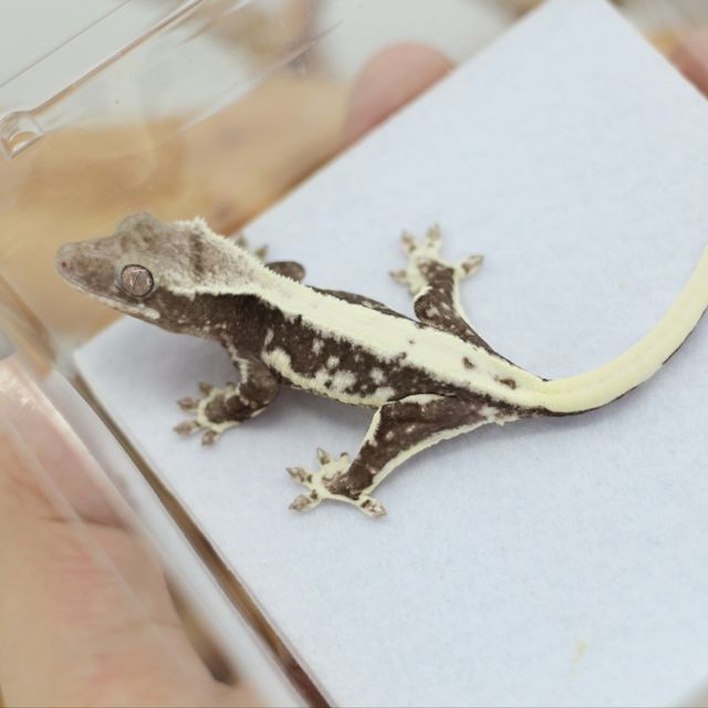 릴잔틱