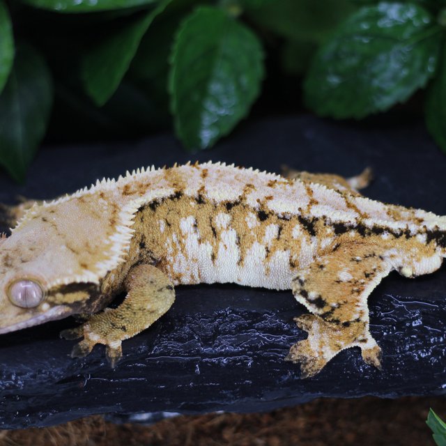 텐저린 트라이 화이트스팟