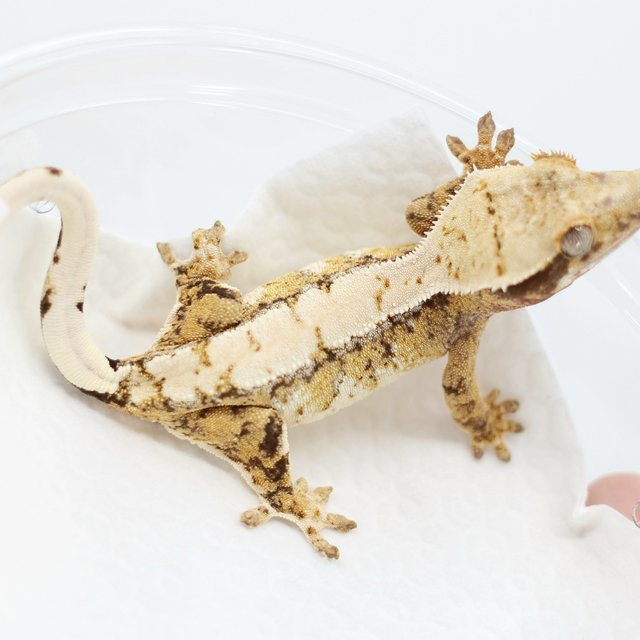 드리피 화이트스팟 트라이 익스트림할리퀸