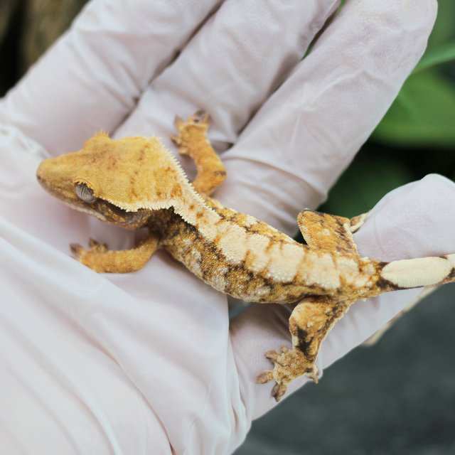 텐저린 드리피 익스트림할리퀸 화이트스팟