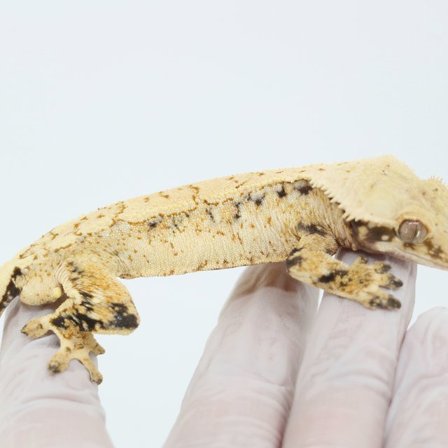 Extreme Harlequin White Spot Drippy