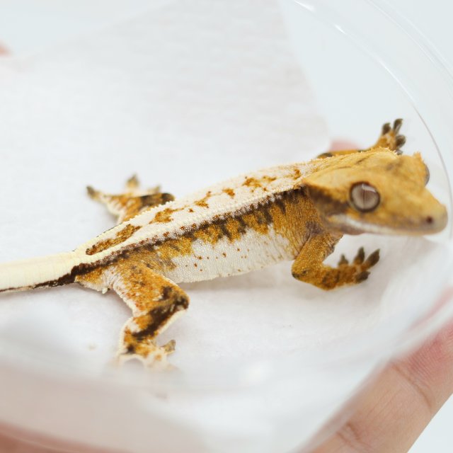 Tangerine Drippy Full Pinstripe Quad