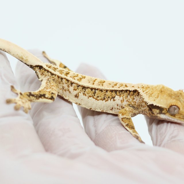 Tri Quad Extreme Harlequin Pinstripe