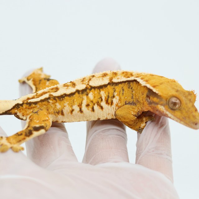 Tangerine White Spot Extreme Harlequin