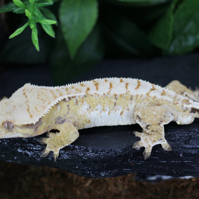 드리피 트라이 화이트스팟