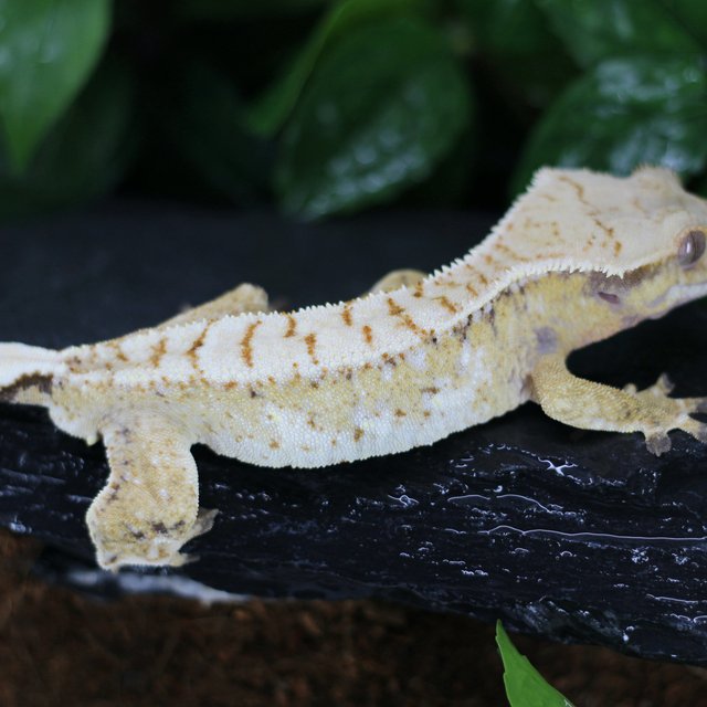 드리피 트라이 화이트스팟