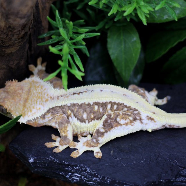 릴리100%헷아잔틱