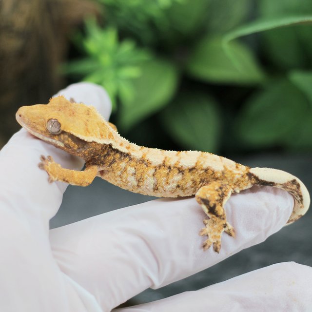 텐저린 드리피 익스트림할리퀸 화이트스팟