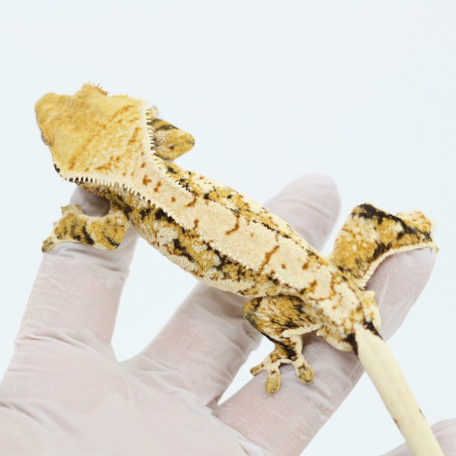 Tri Drippy White Spot Extreme Harlequin