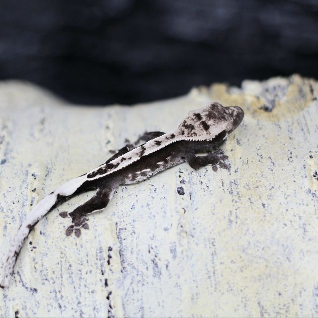 아잔틱
