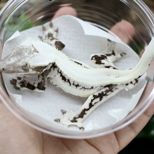 Lilly Axanthic