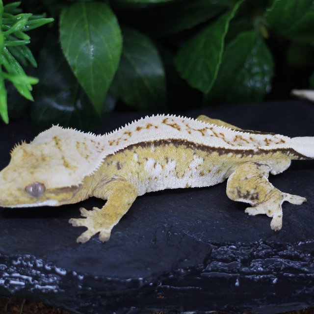 화이트핀 트라이