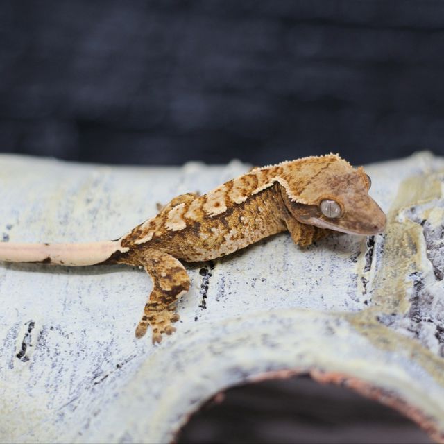트라이