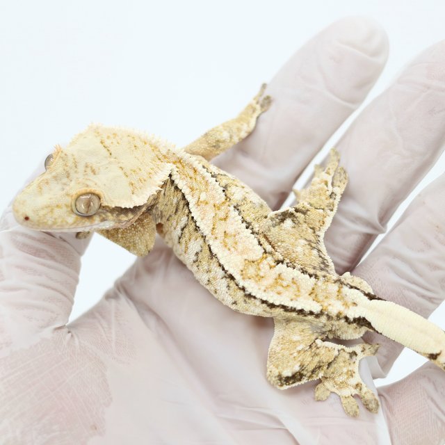 핀스트라이프 드리피 화이트스팟 트라이