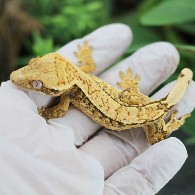 핀스트라이프 트라이 익스트림할리퀸 화이트스팟