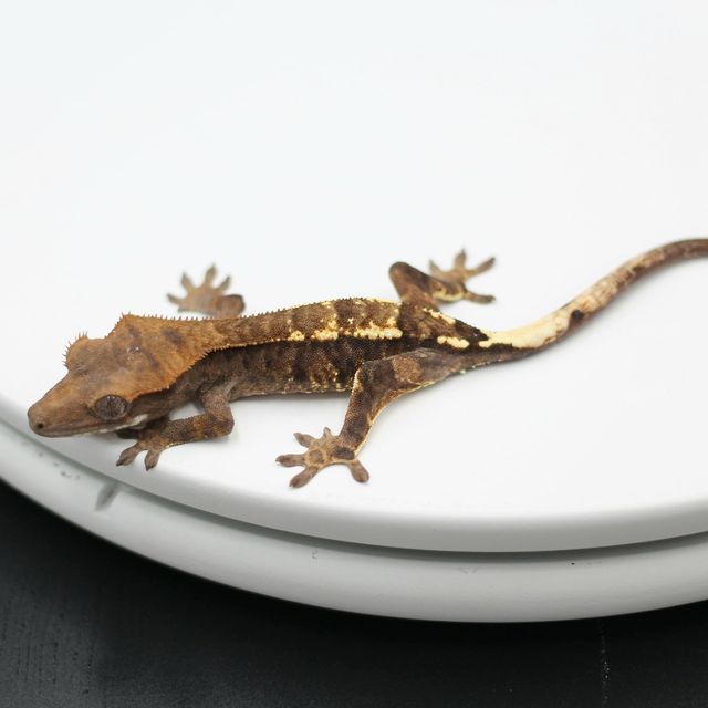 카푸치노