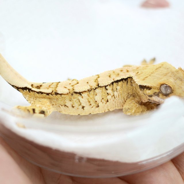 드리피 화이트스팟 트라이