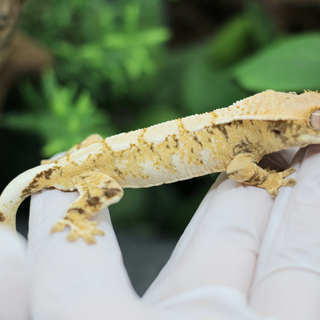 화이트 트라이 익스트림할리퀸