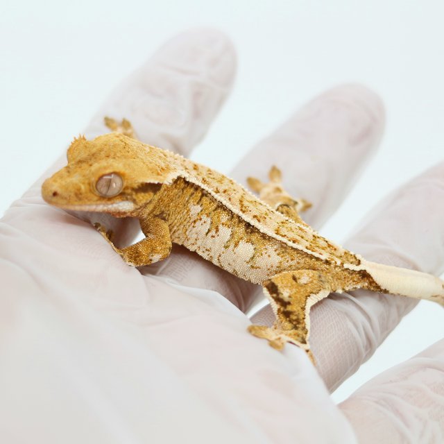 Pinstripe White Spot Drippy Extreme Harlequin Tangerine