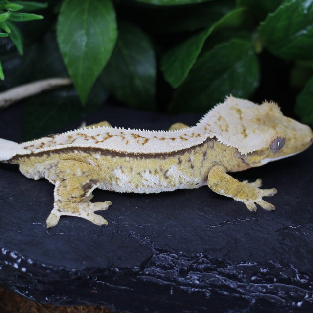 화이트핀 트라이