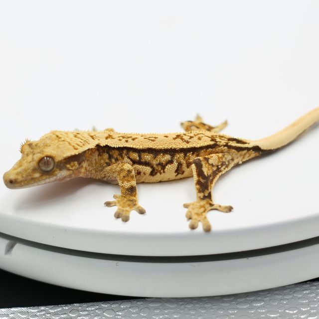 익스트림할리퀸 레이지