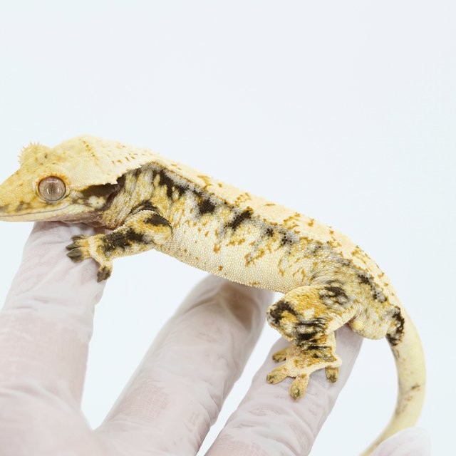 Tri Drippy White Spot Extreme Harlequin