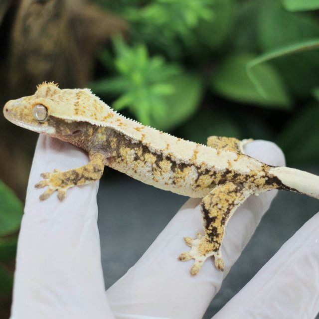 드리피 화이트스팟 익스트림할리퀸 트라이