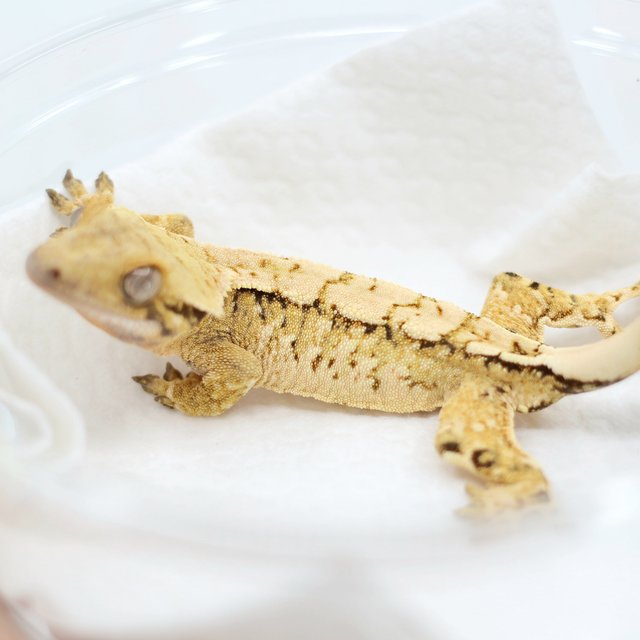 드리피 화이트스팟 트라이