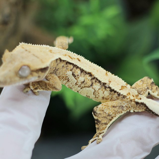 드리피 익스트림할리퀸 화이트스팟 쿼드