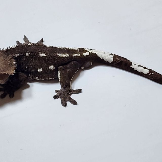 아잔틱