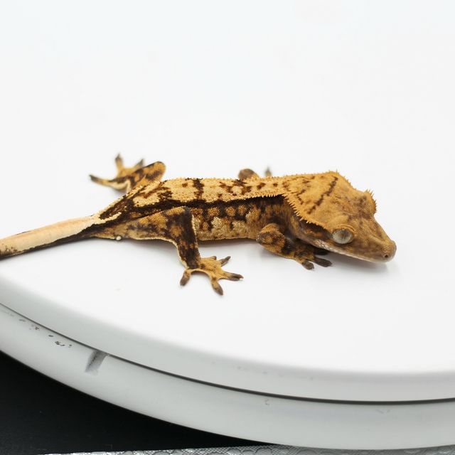 익스트림할리퀸 텐저린 레이지