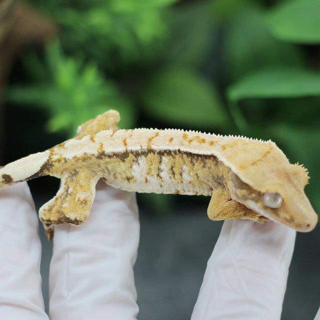 드리피 화이트스팟 익스트림할리퀸 트라이