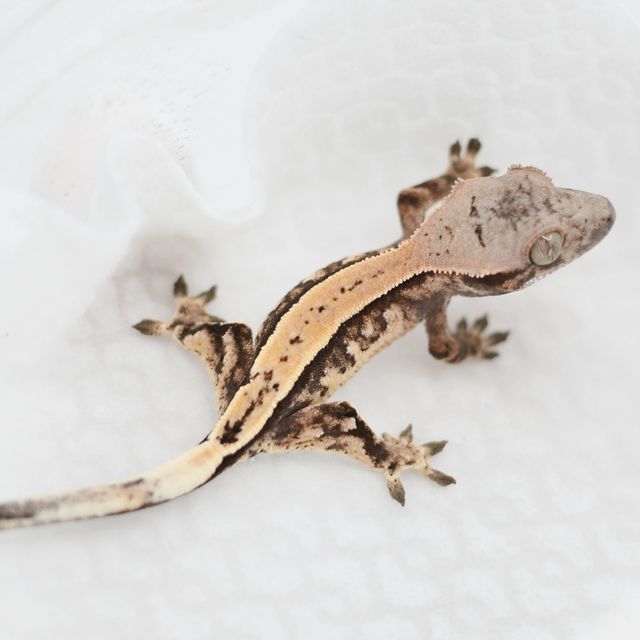 세이블
