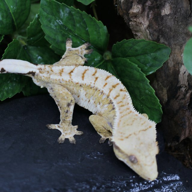 드리피 트라이 화이트스팟