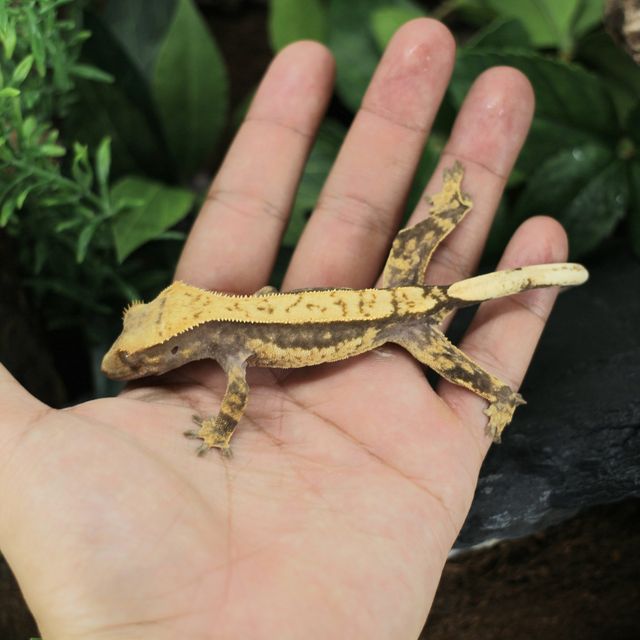 100%헷아잔틱