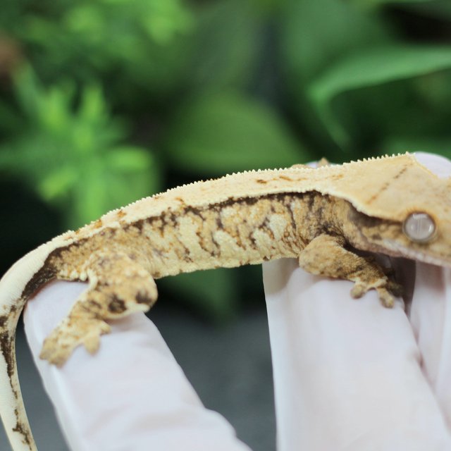 드리피 익스트림할리퀸 화이트스팟 쿼드