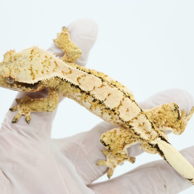 트라이 드리피 화이트스팟