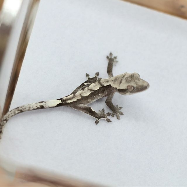 아잔틱