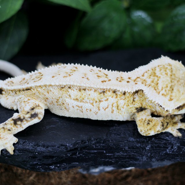 슈퍼스트라이프 쿼드 화이트스팟 드리피 익스트림할리퀸