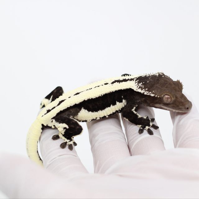 다크 릴잔틱