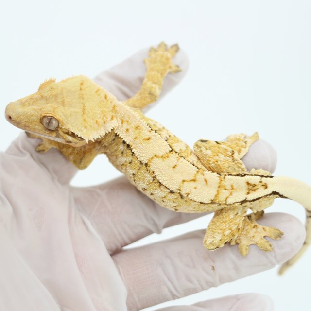 드리피 화이트스팟 트라이