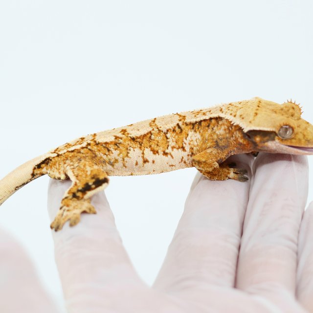 Tangerine White Spot Extreme Harlequin