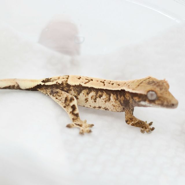 세이블
