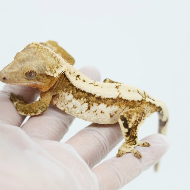 Quad Pinstripe Extreme Harlequin