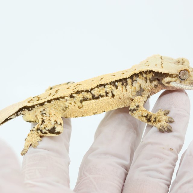 트라이 쿼드 핀스트라이프 익스트림할리퀸