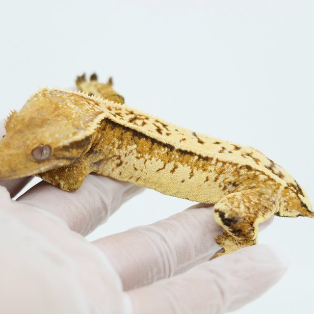 Extreme Harlequin Drippy Quad White Spot