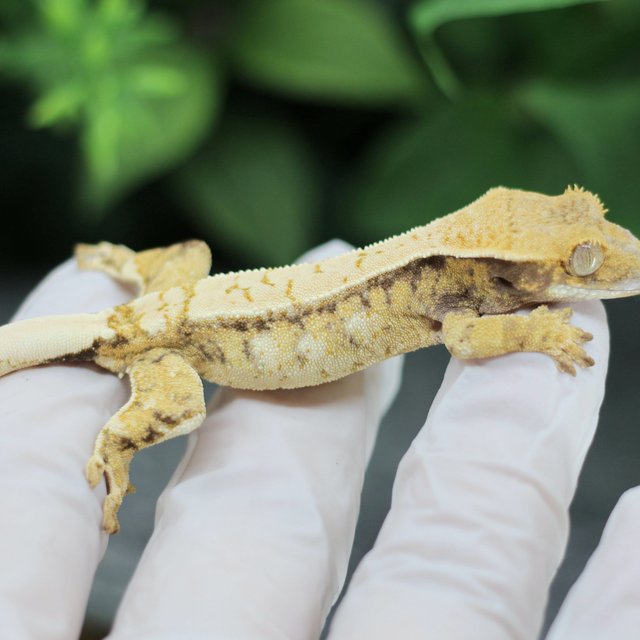 드리피 화이트스팟 익스트림할리퀸 트라이