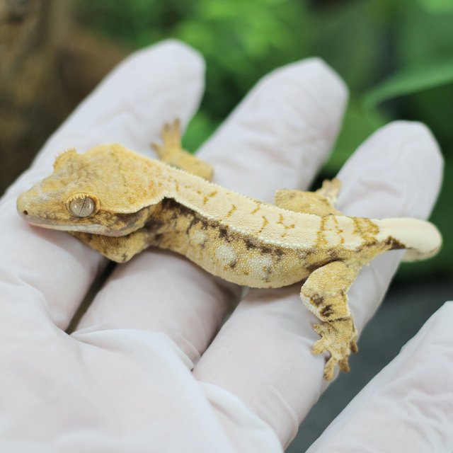 드리피 화이트스팟 익스트림할리퀸 트라이