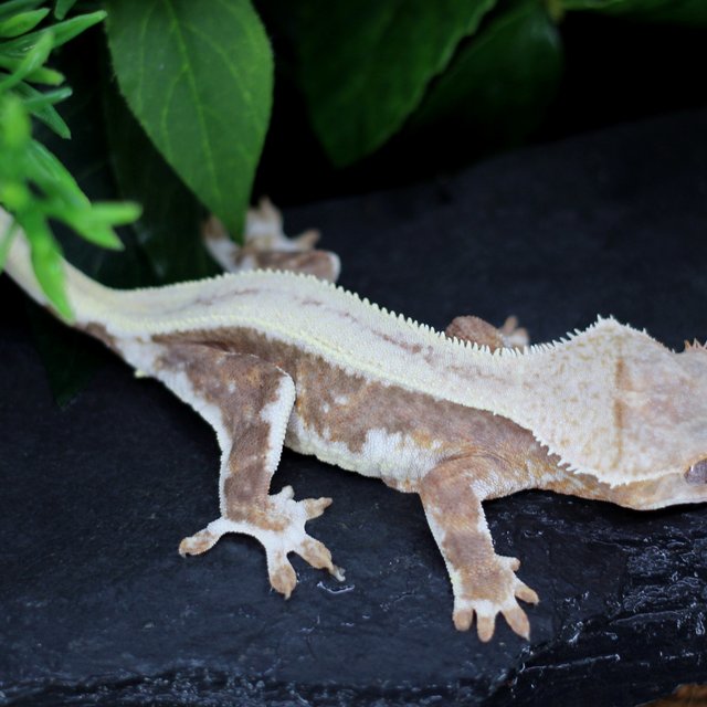 릴리100%헷아잔틱