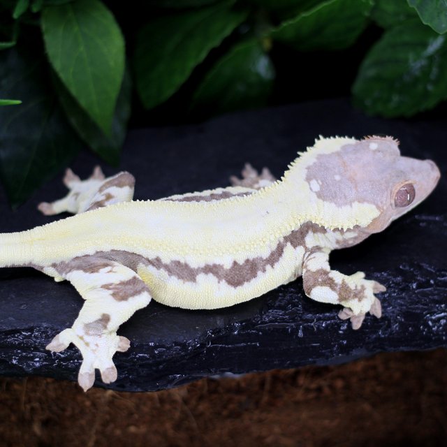 프라푸치노 100%헷아잔틱